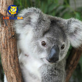 Koala en peluche Poupée Koala - Fitness-Cardio-Shop
